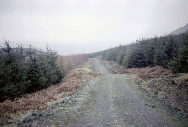 An old track through a conifer plantation in the Ochils circa 1983